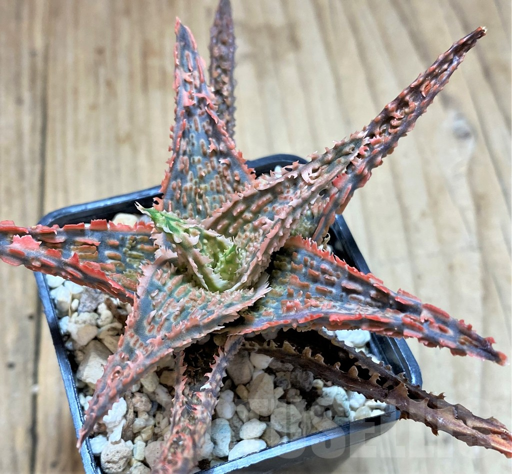 SHPR41889 Aloe TCT hybrid - Image 2
