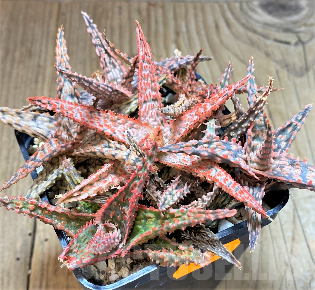 SHPR41867 Aloe TCT hybrid mix - Image 2