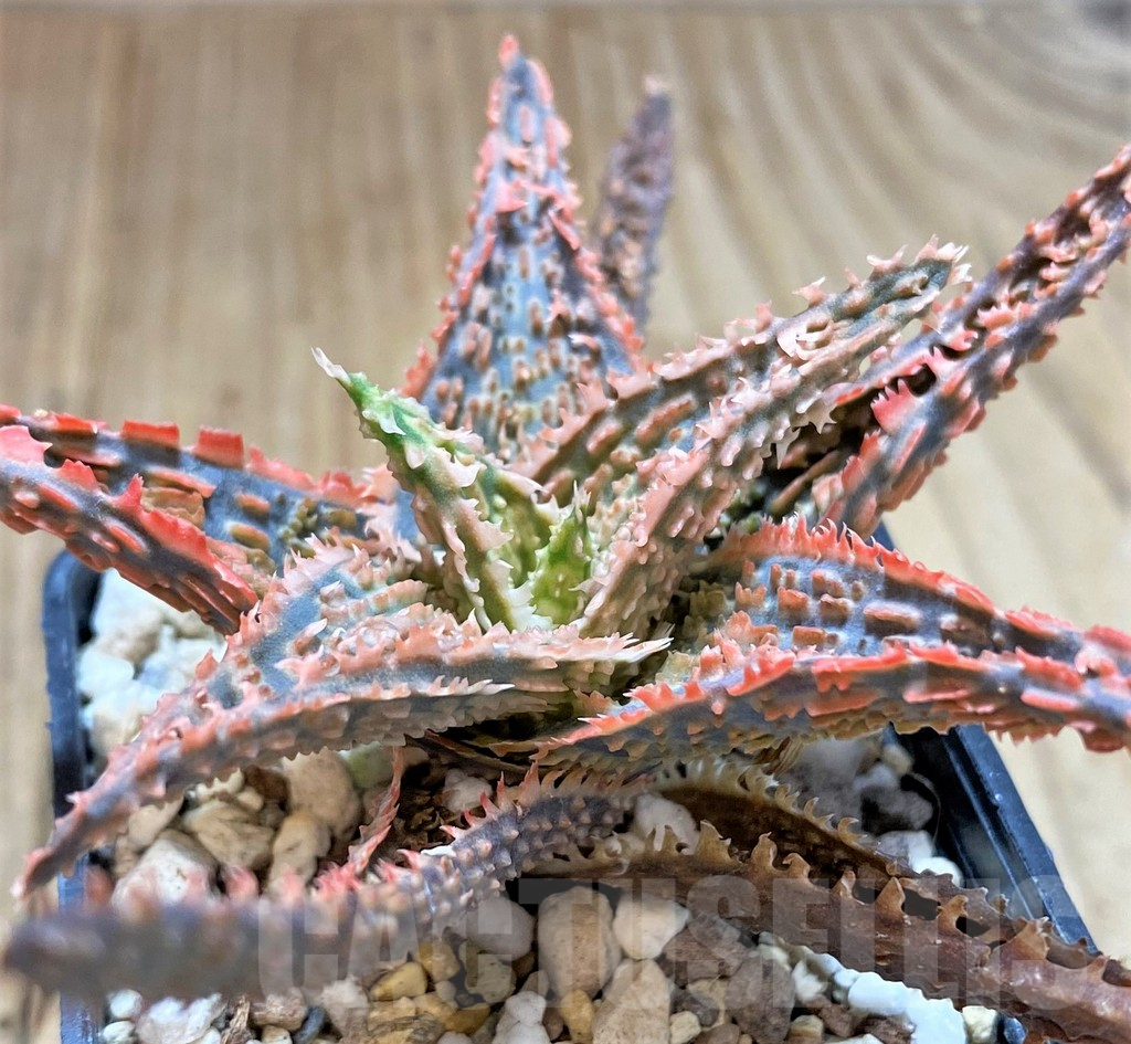 SHPR41889 Aloe TCT hybrid