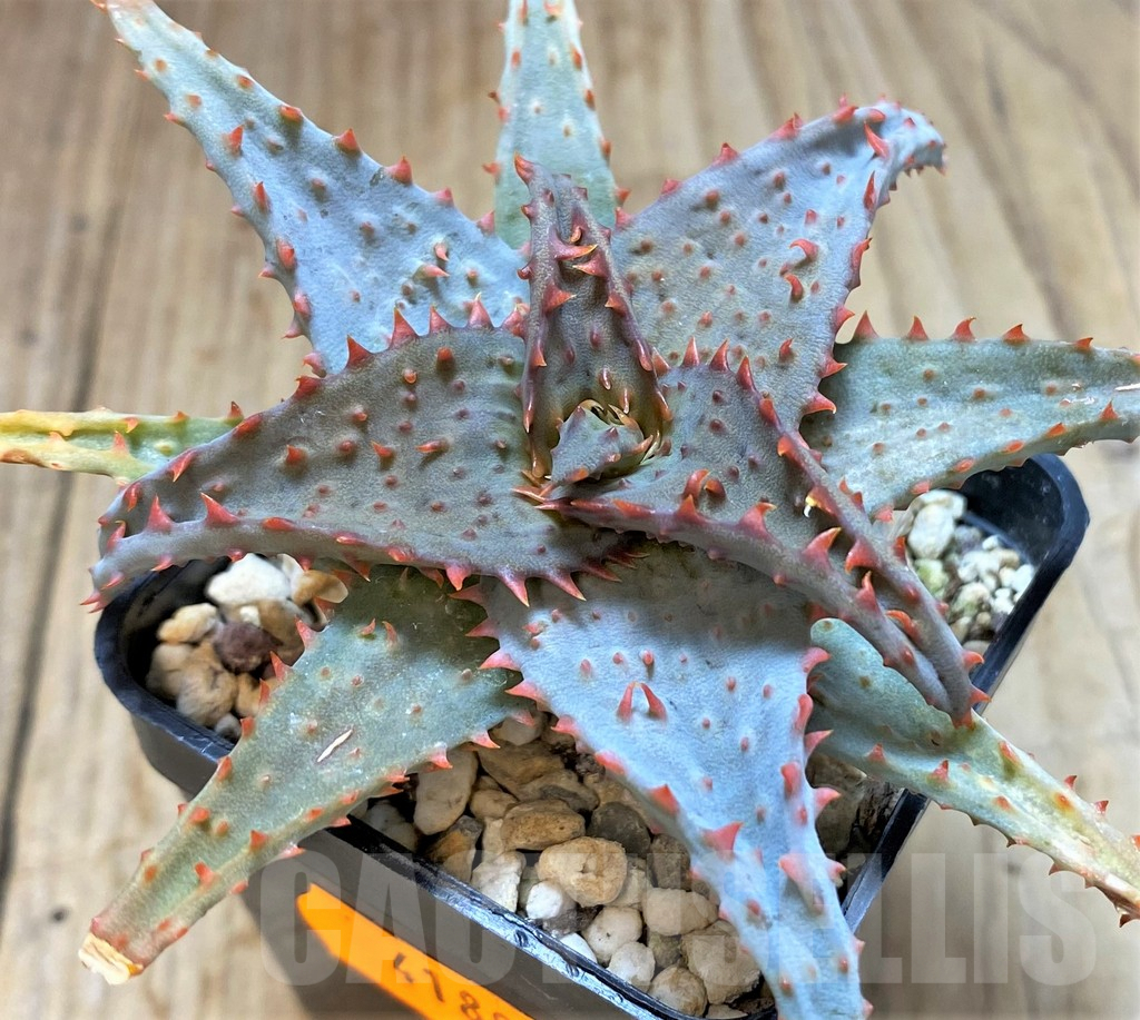 SHPR41892 Aloe castilloniae hybrid - Image 2