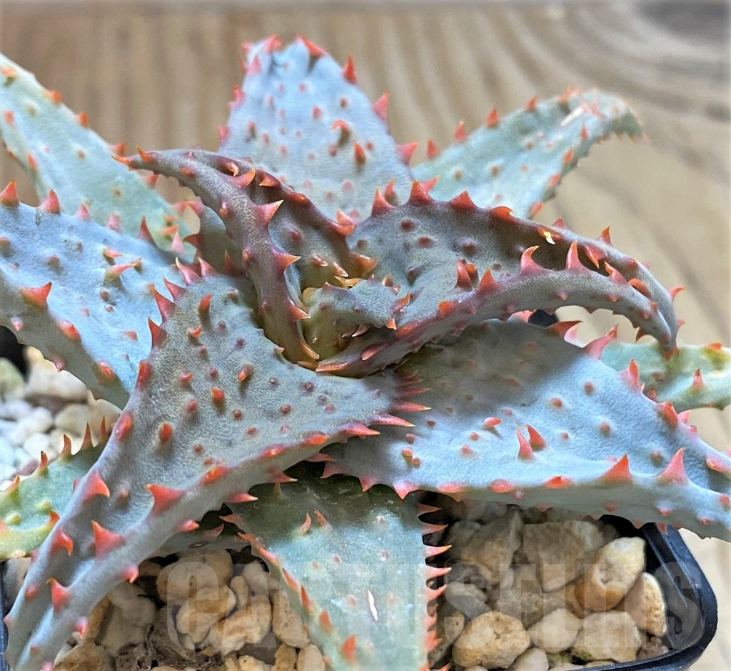 SHPR41892 Aloe castilloniae hybrid
