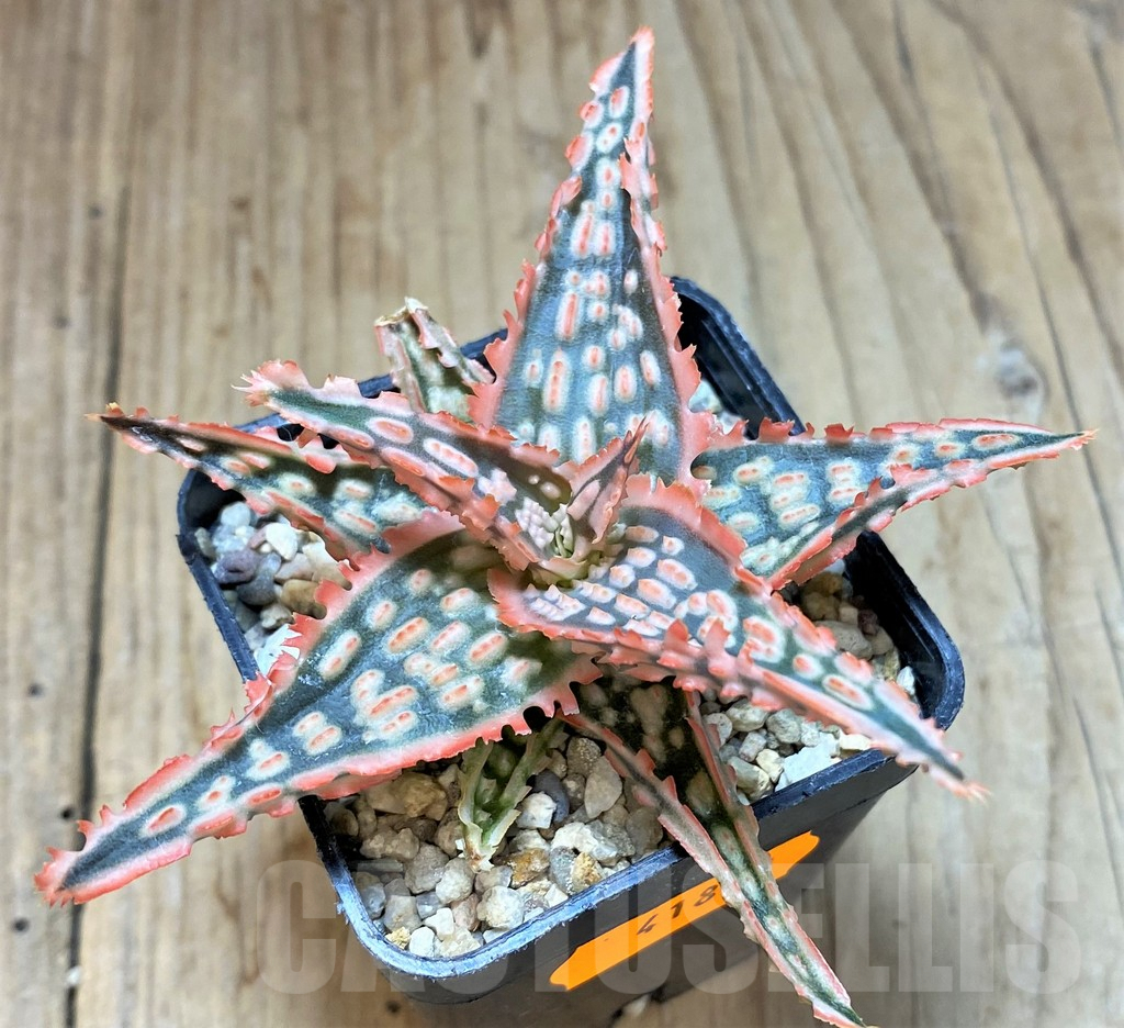 SHPR41893 Aloe TCT hybrid - Image 3