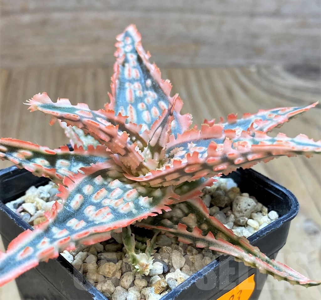 SHPR41893 Aloe TCT hybrid - Image 2