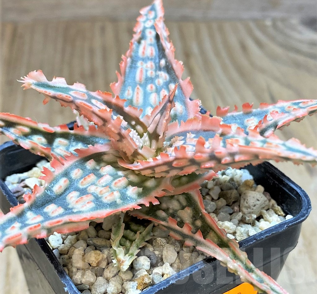 SHPR41893 Aloe TCT hybrid
