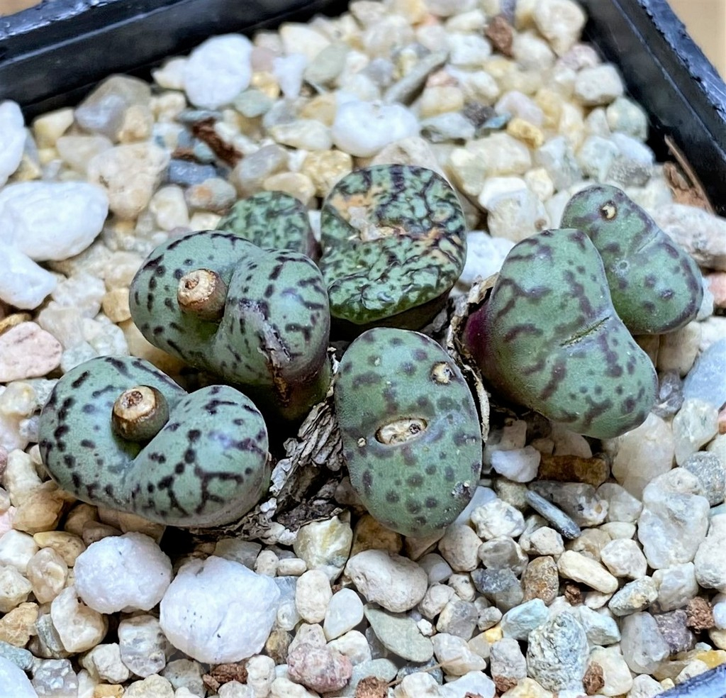 SHPR42074 Conophytum obcordellum mix