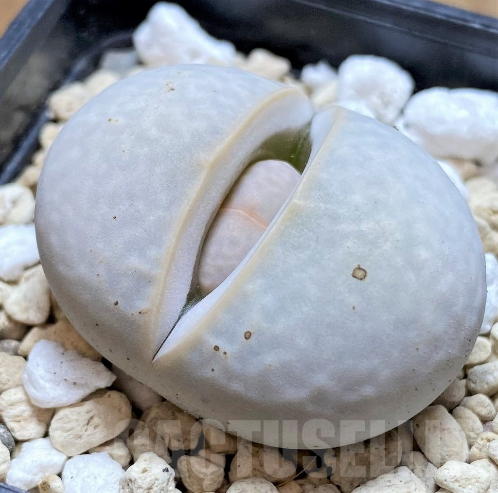 SHPR42072 Dinteranthus pole-evansii
