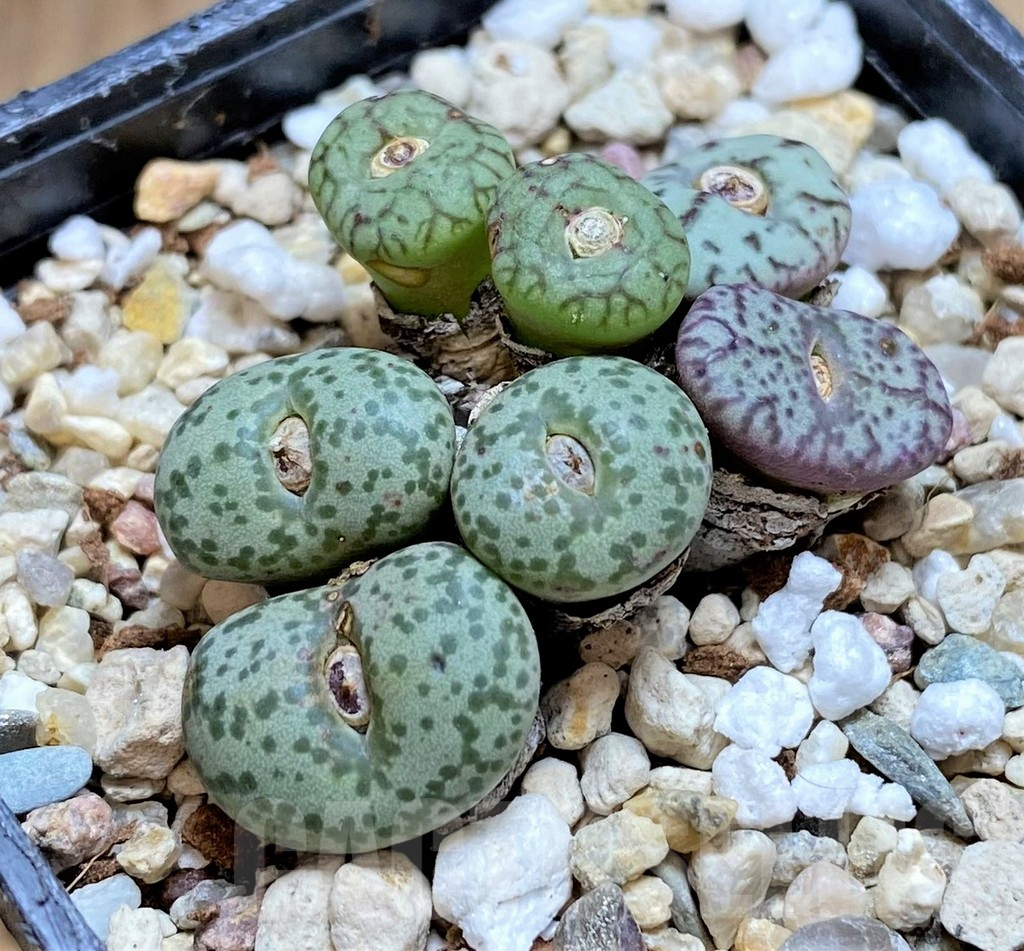 SHPR42073 Conophytum obcordellum mix