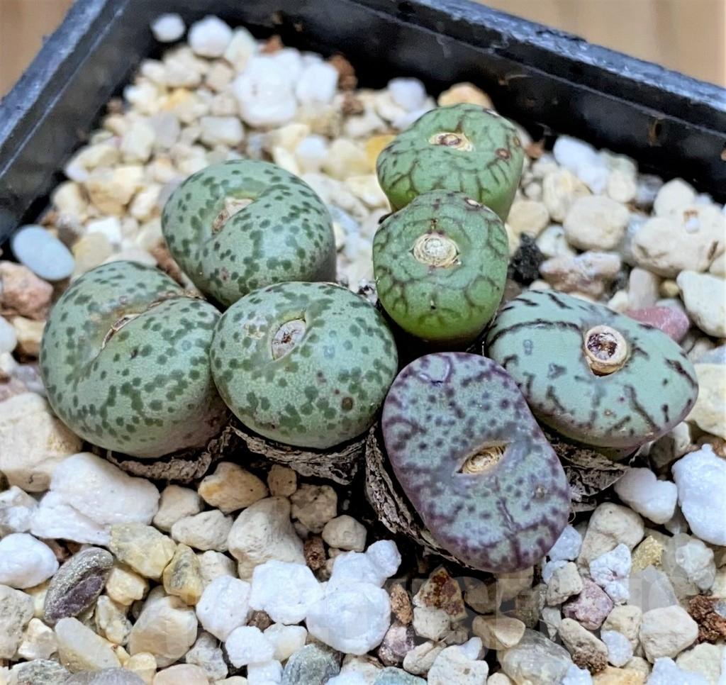 SHPR42073 Conophytum obcordellum mix - Image 2