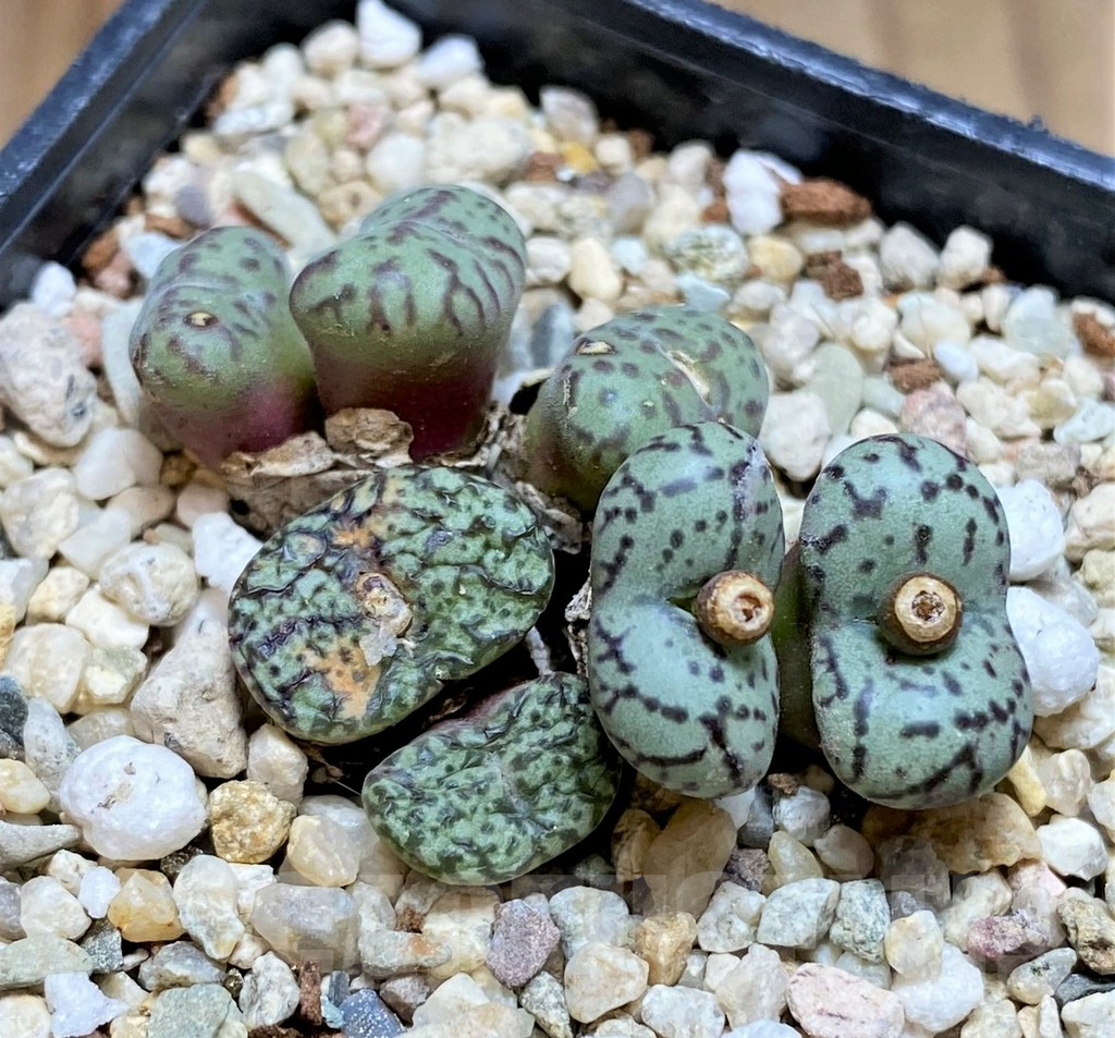 SHPR42074 Conophytum obcordellum mix - Image 2