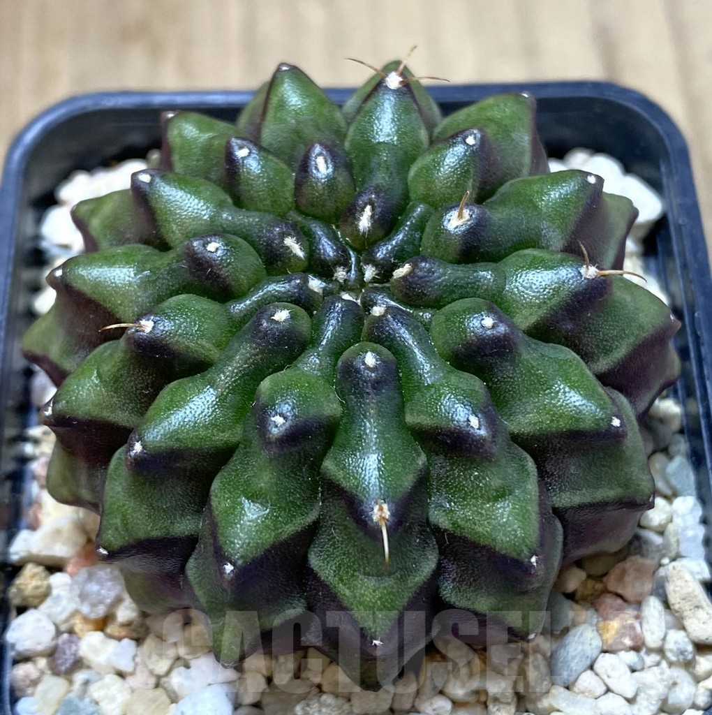 SHPR39952 Gymnocalycium mihanovichii ‘inermis’ Black form seedling