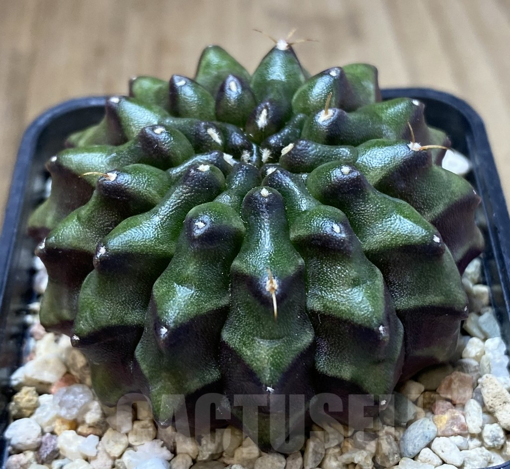 SHPR39952 Gymnocalycium mihanovichii ‘inermis’ Black form seedling - Image 2