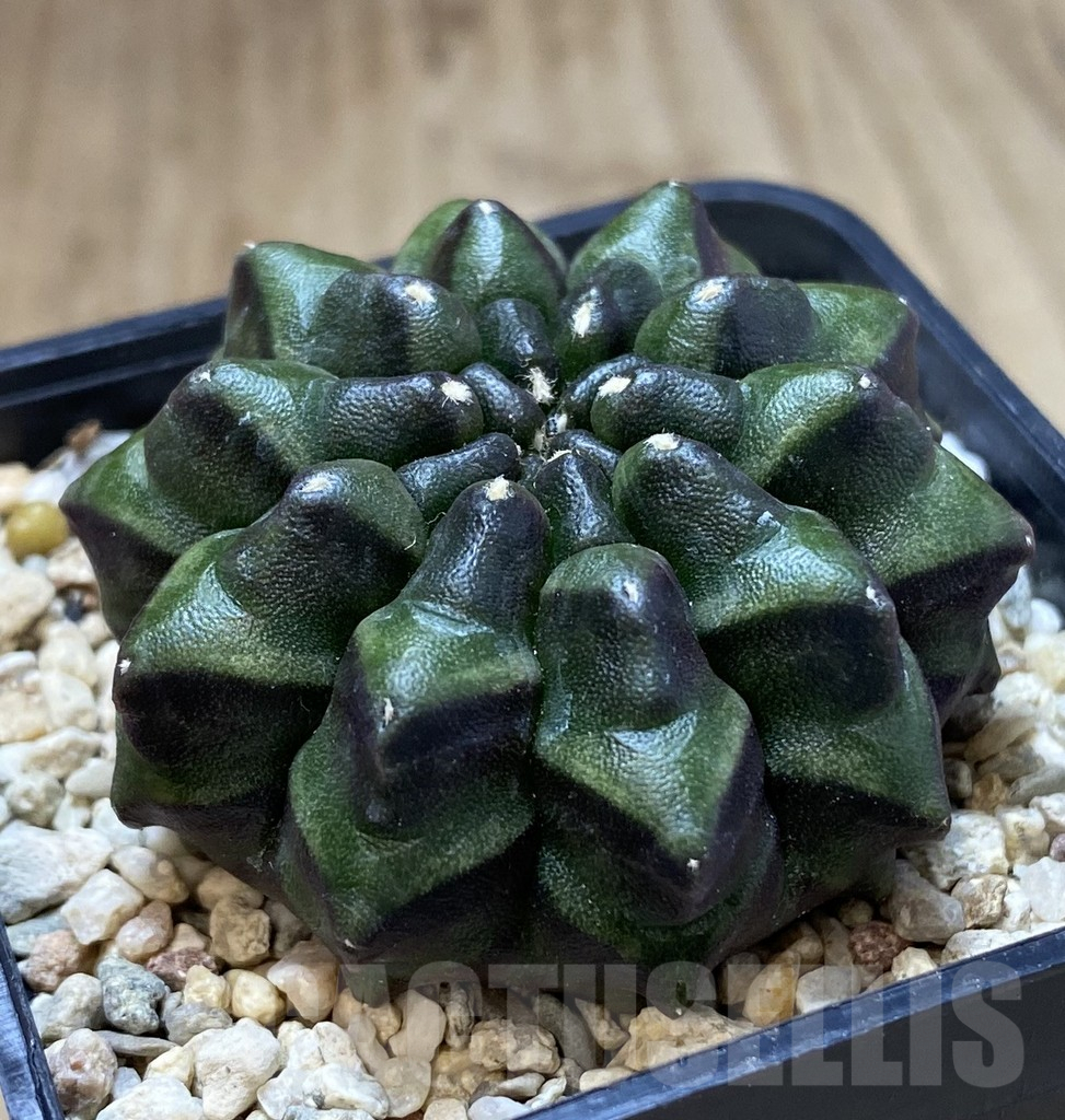 SHPR39957 Gymnocalycium mihanovichii ‘inermis’ Black form seedling - Image 2