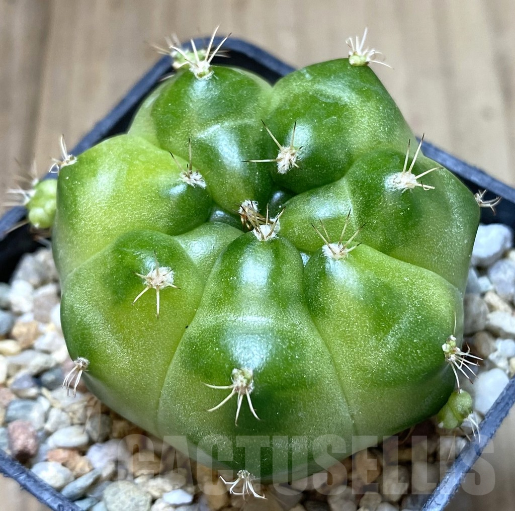 SHPR39960 Gymnocalycium mihanovichii ‘Green Marble’