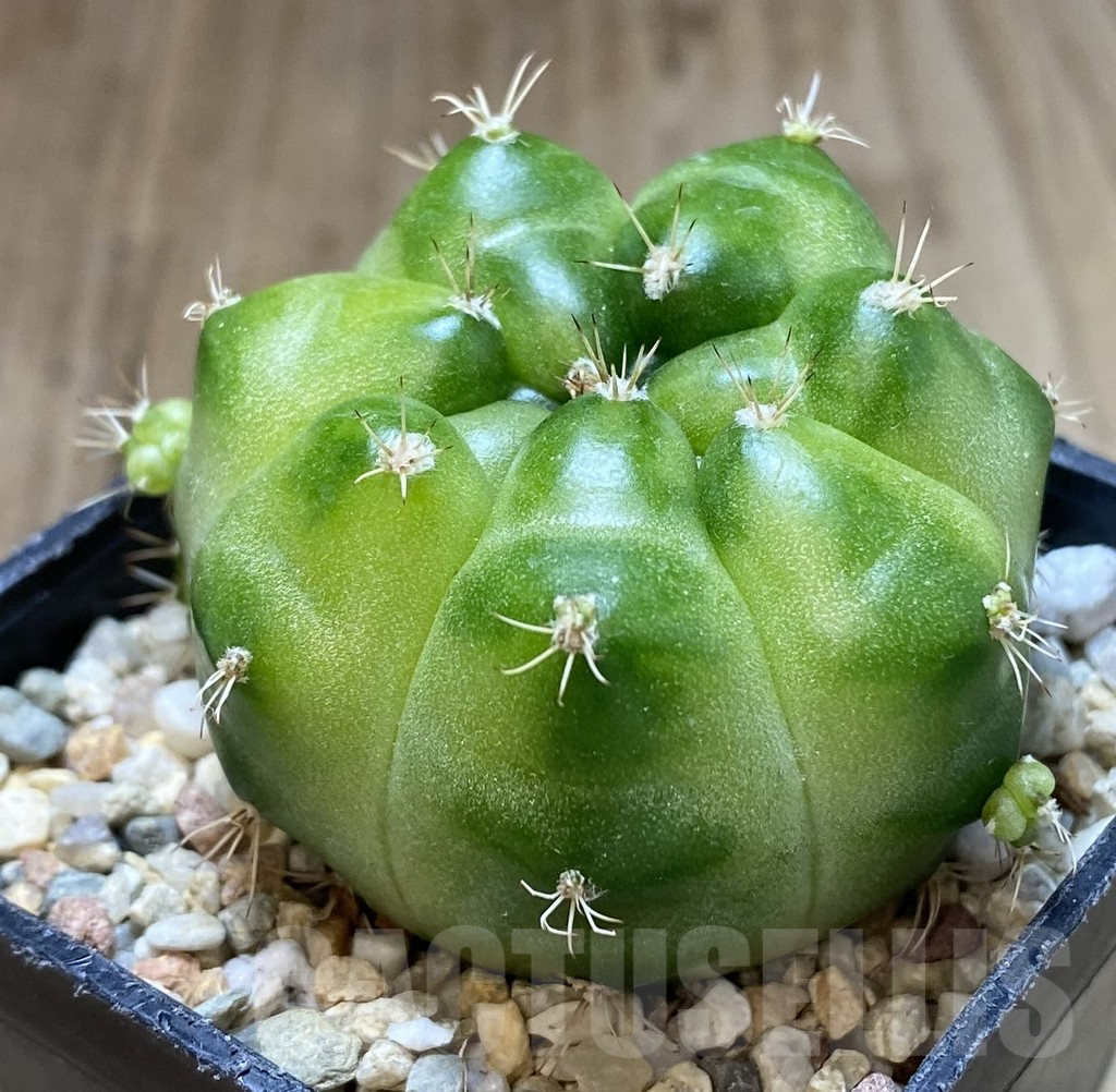 SHPR39960 Gymnocalycium mihanovichii ‘Green Marble’ - Image 2