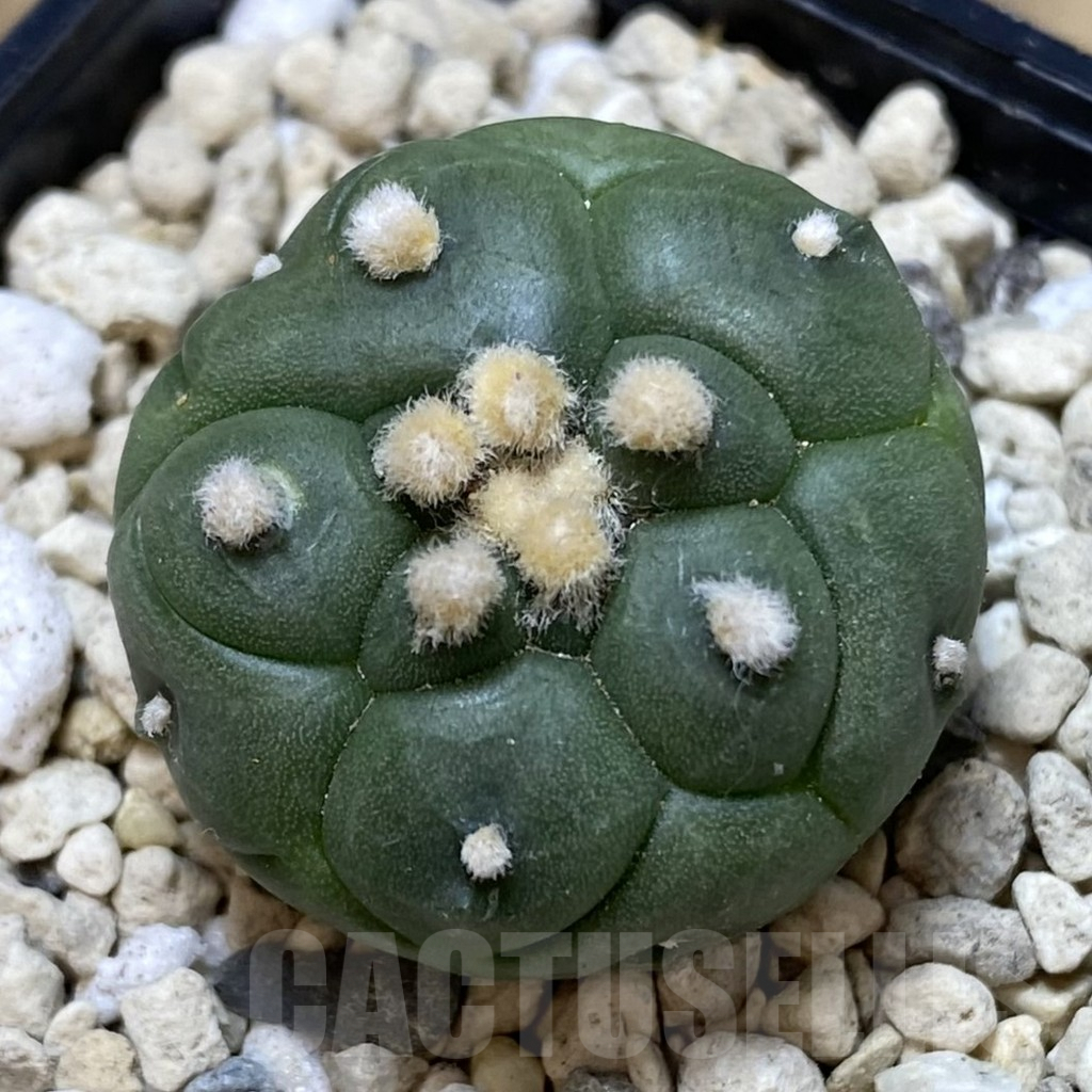 SHPR39921 Astrophytum asterias ‘Kikko’