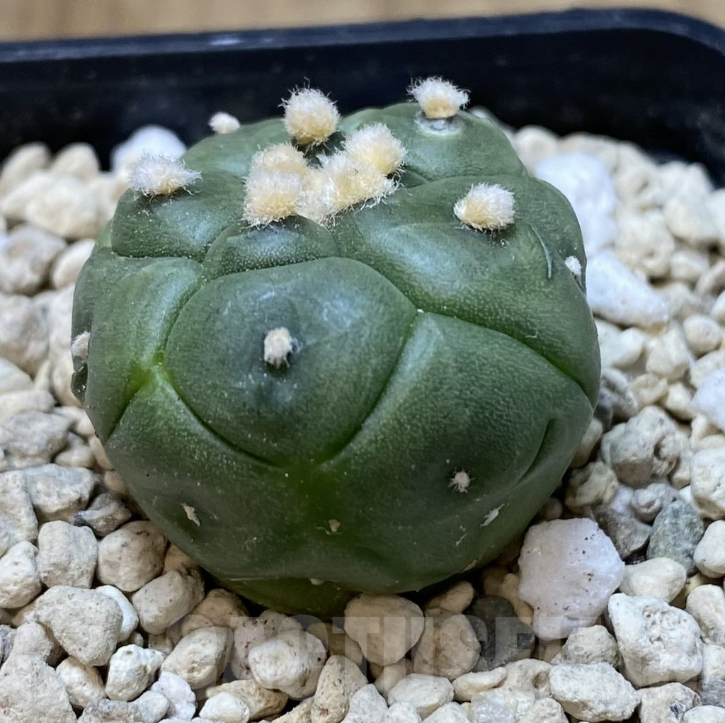 SHPR39921 Astrophytum asterias ‘Kikko’ - Image 2