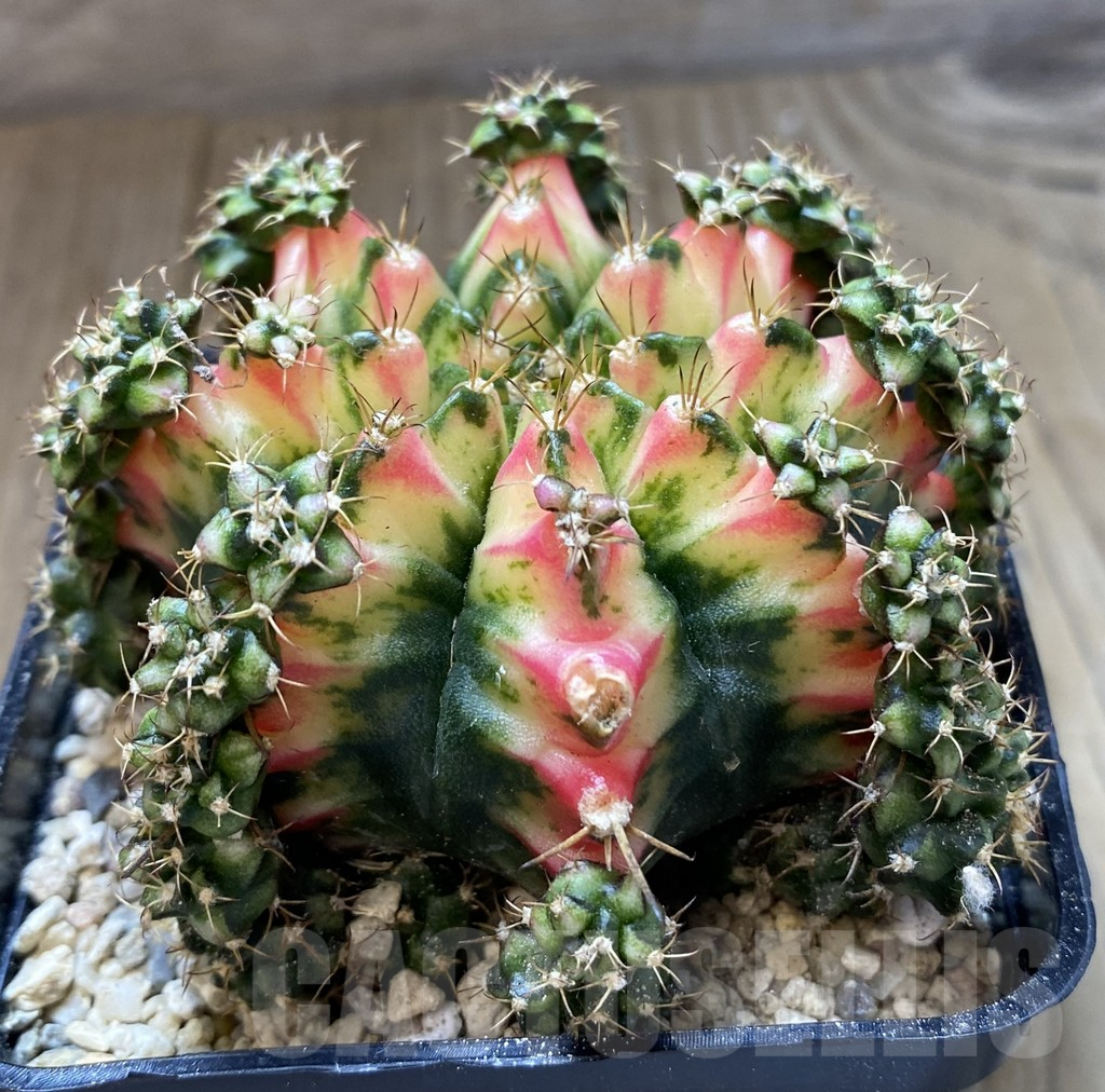 SHPR39979 Gymnocalycium mihanovichii ‘Multicolor’ - Image 2