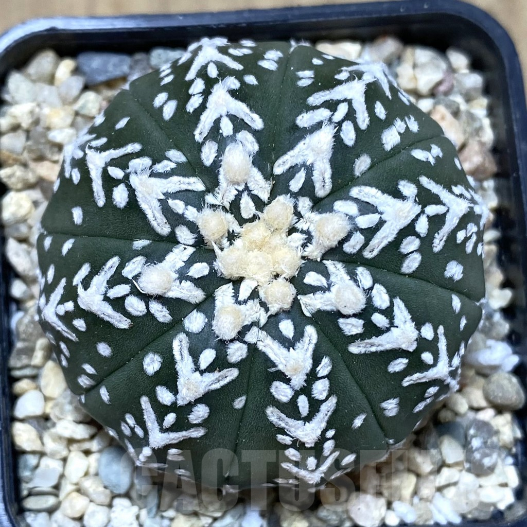 SHPR39931 Astrophytum asterias ‘Super Kabuto’ V-type f. nudum - Image 2