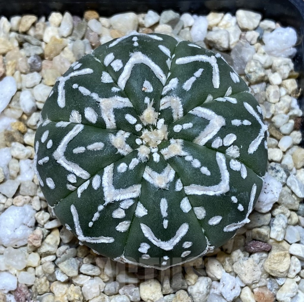SHPR39933 Astrophytum asterias ‘Super Kabuto’ V-type f. nudum - Image 2