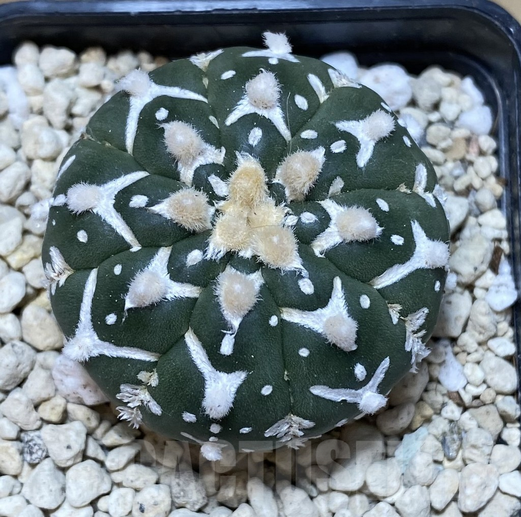 SHPR39934 Astrophytum asterias ‘Super Kabuto’ V-type f. nudum - Image 2