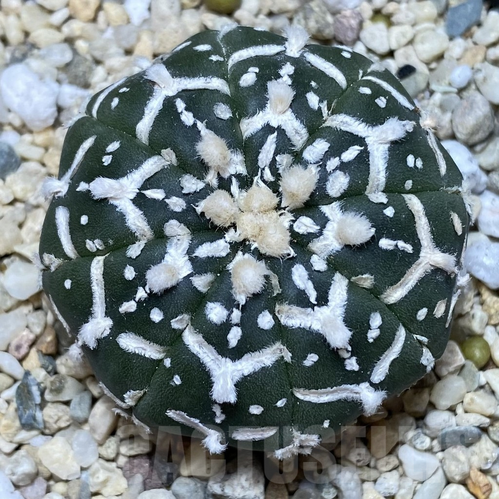 SHPR39935 Astrophytum asterias ‘Super Kabuto’ V-type f. nudum - Image 2