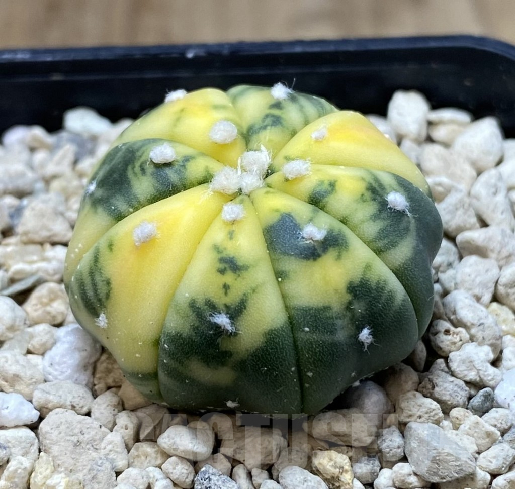 SHPR39940 Astrophytum asterias f. variegata - Image 2