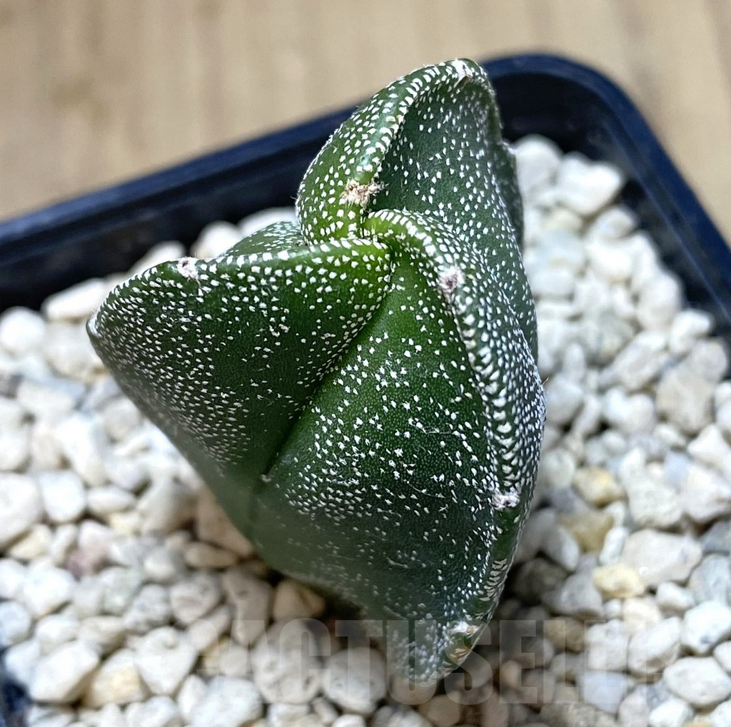 SHPR39942 Astrophytum myriostigma v. tricostatum