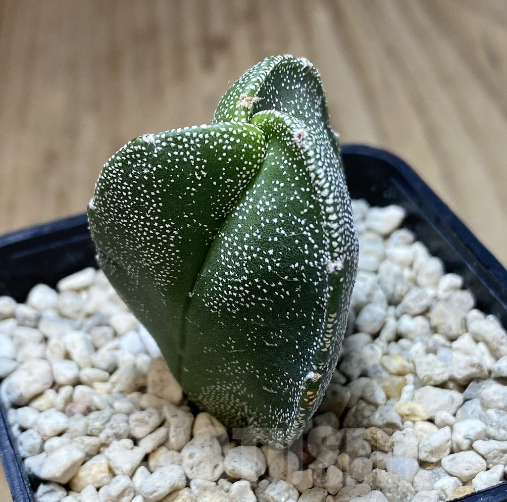SHPR39942 Astrophytum myriostigma v. tricostatum - Image 2