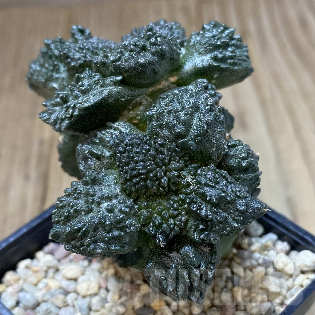 SHPR40117 Ariocarpus fissuratus “Godzilla” , grafted - Image 3
