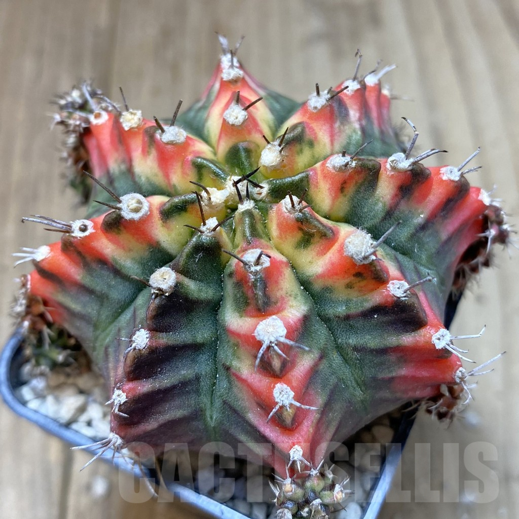 SHPR40069 Gymnocalycium mihanovichii ‘Multicolor’