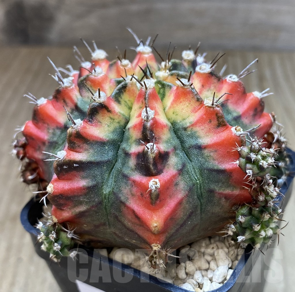 SHPR40069 Gymnocalycium mihanovichii ‘Multicolor’ - Image 2