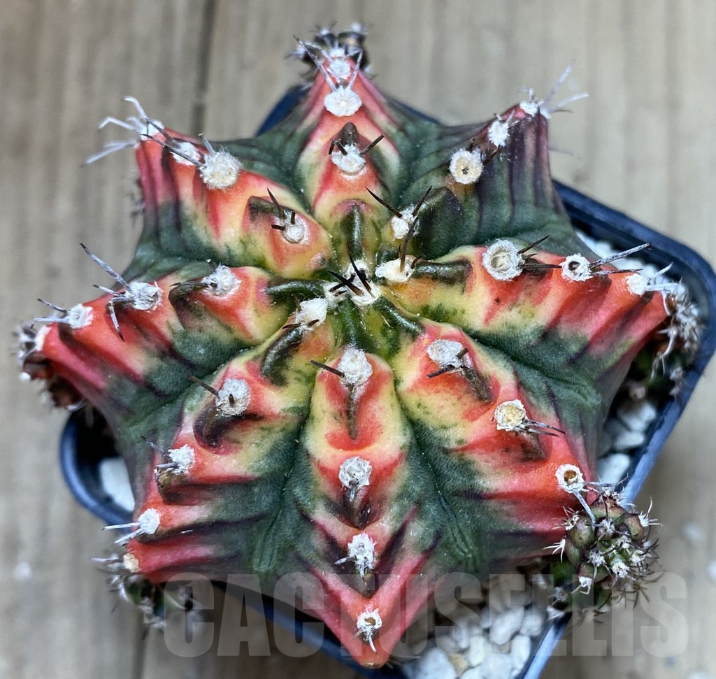 SHPR40069 Gymnocalycium mihanovichii ‘Multicolor’ - Image 3
