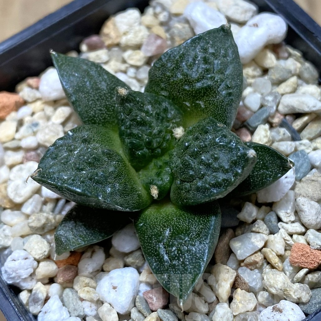 SHPR40038 Ariocarpus fissuratus 'Godzilla' hybrid, seedling