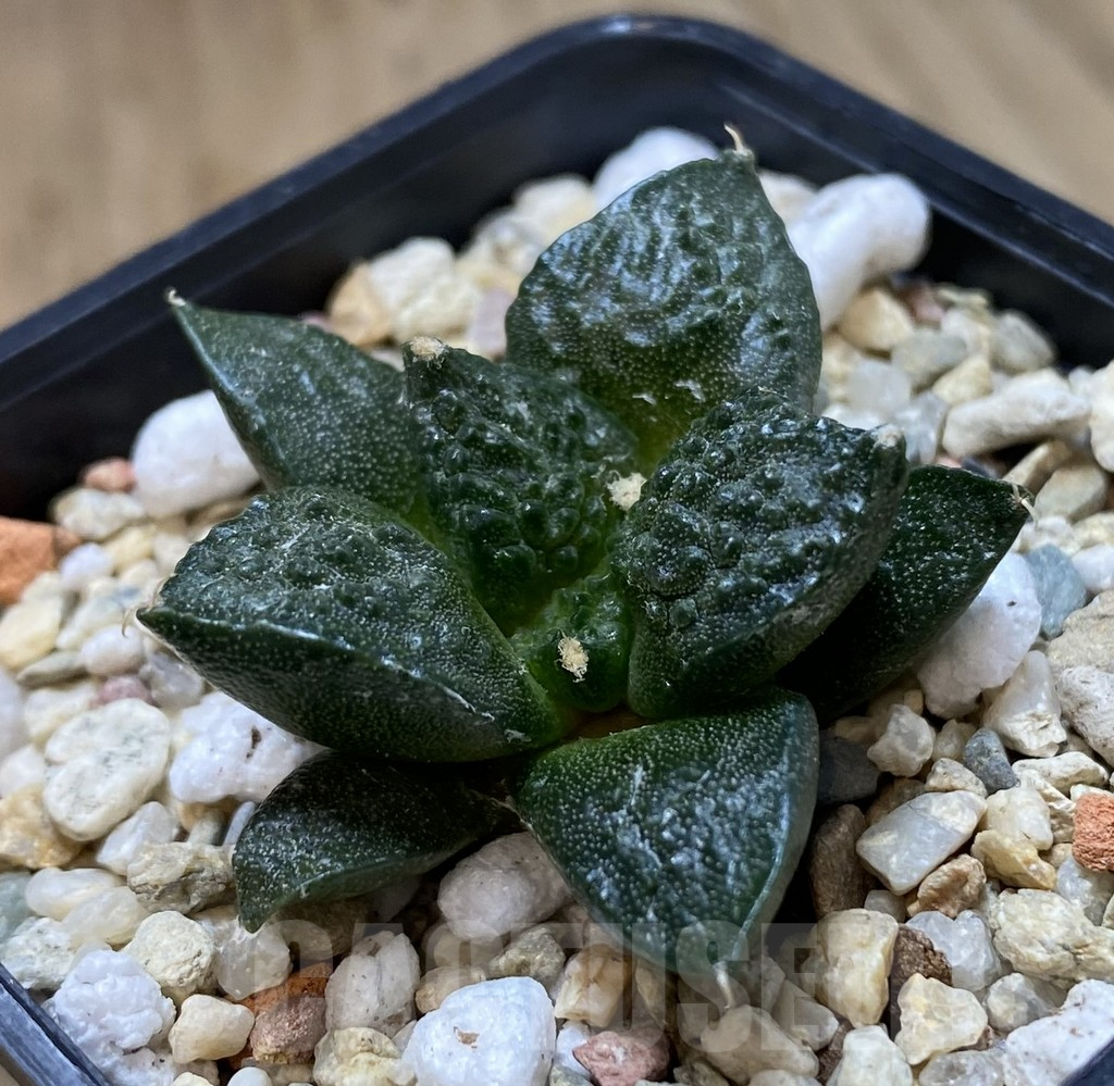 SHPR40038 Ariocarpus fissuratus 'Godzilla' hybrid, seedling - Image 2