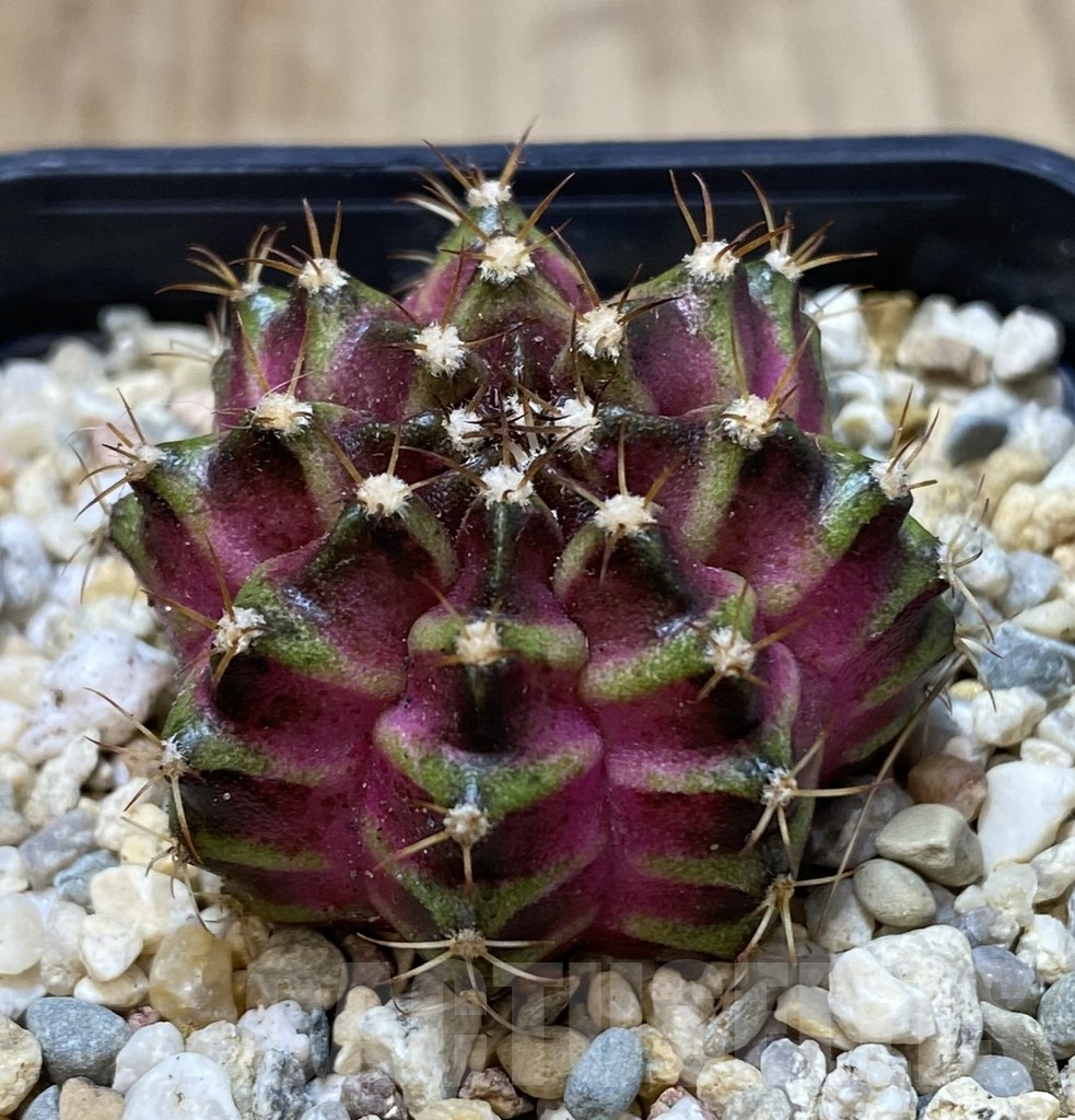 SHPR40089 Gymnocalycium mihanovichii T-lux, seedling - Image 2