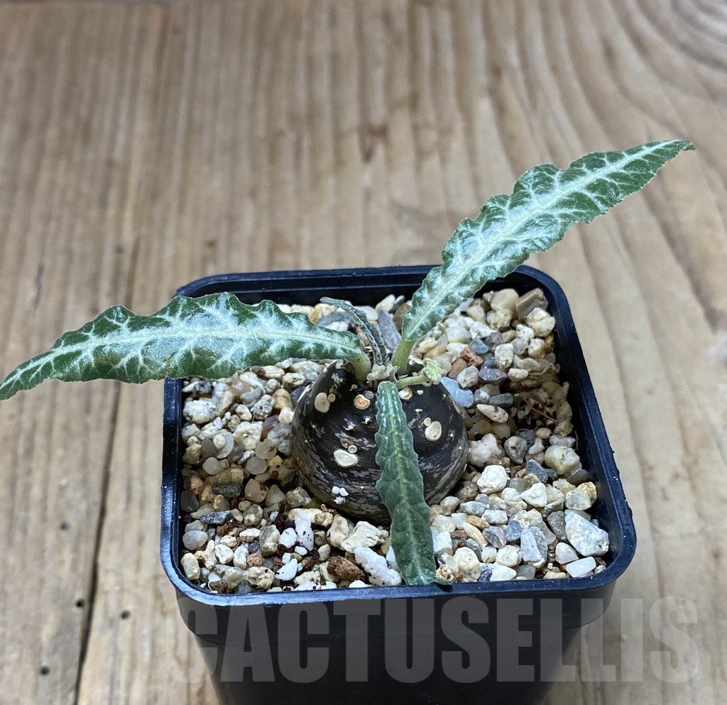 SHPR40133 Dorstenia lancifolia - Image 2