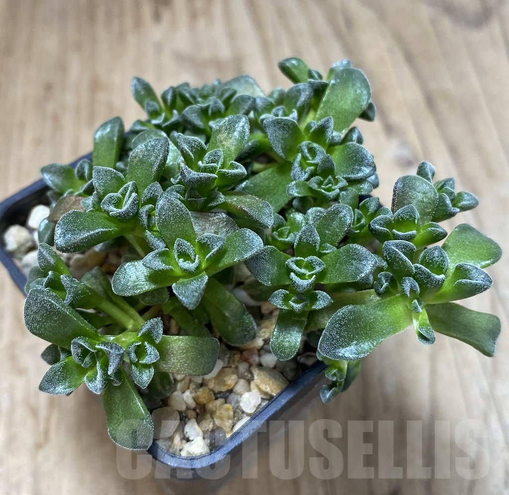 SHPR40137 Crassula ‘Fernwood’ - Image 2