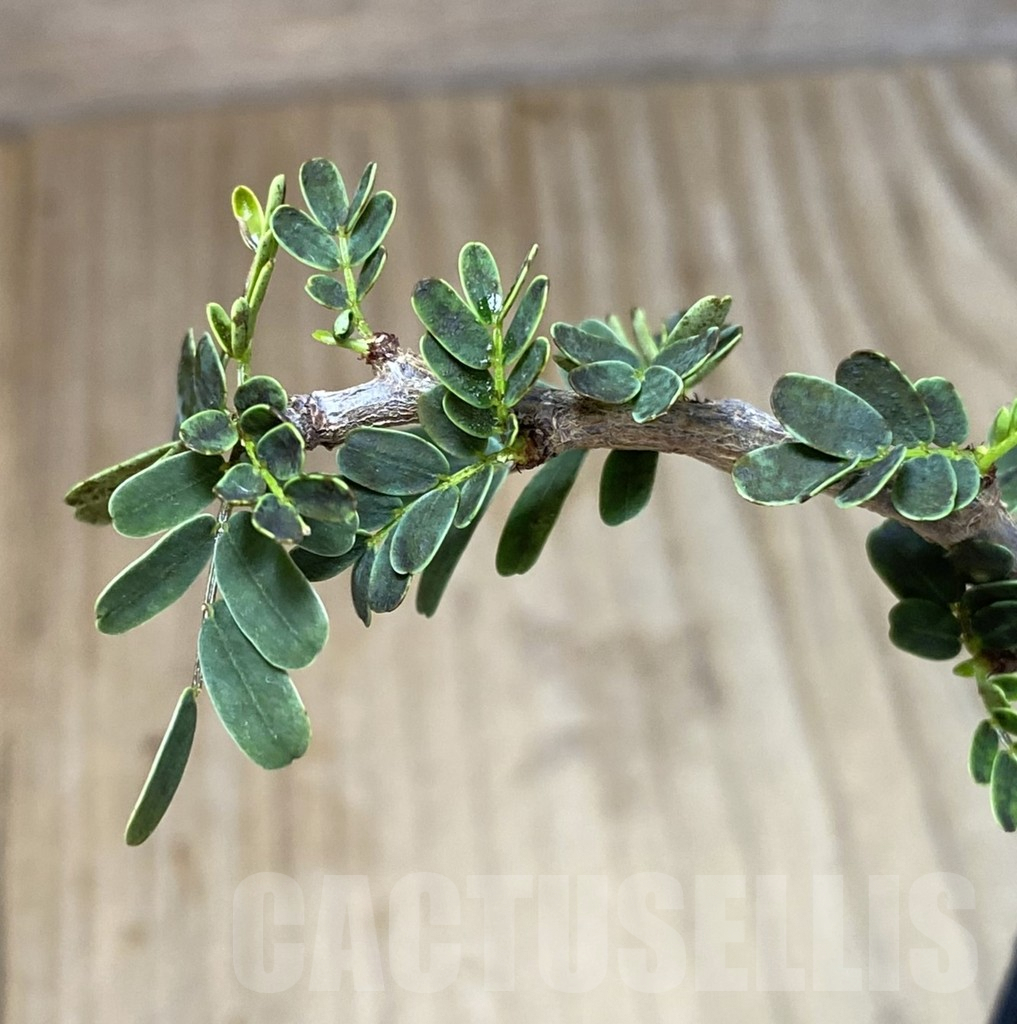 SHPR40139 Senna meridionalis