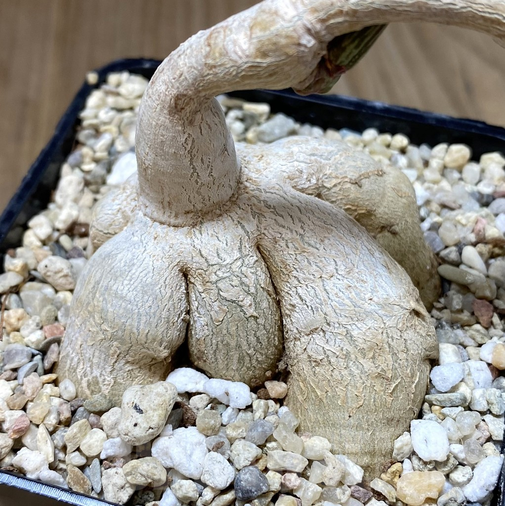 SHPR40141 Monadenium rubellum - Image 2