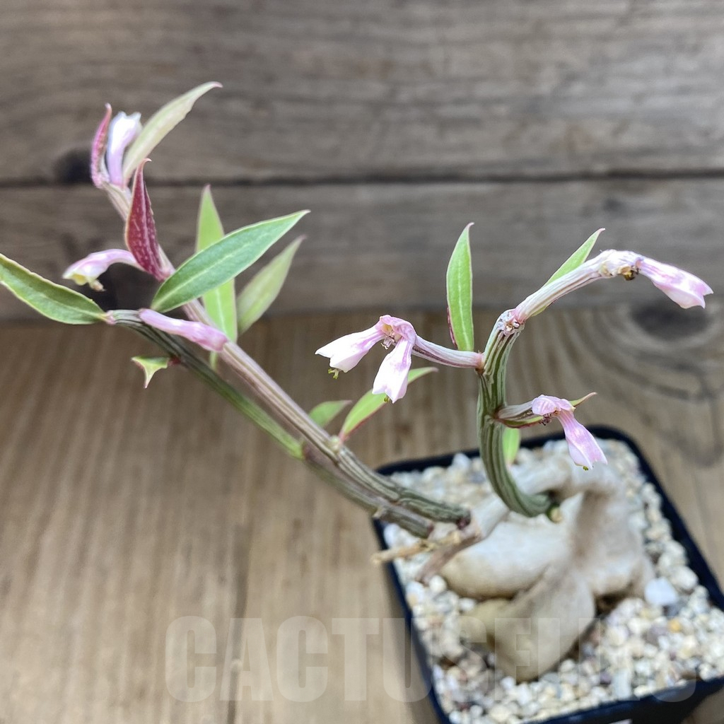 SHPR40141 Monadenium rubellum