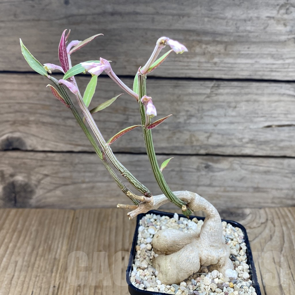 SHPR40141 Monadenium rubellum - Image 3