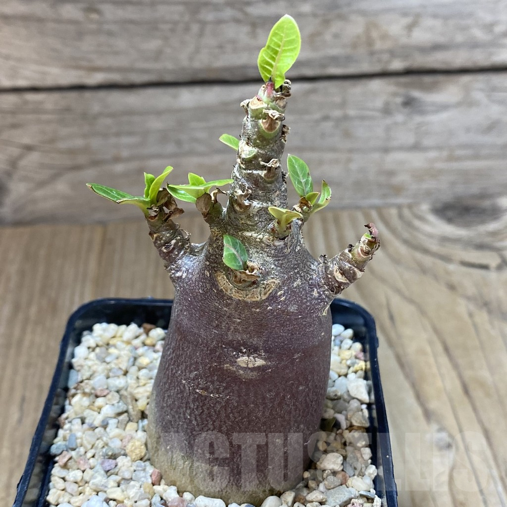 SHPR40143 Adenium arabicum ‘Black form’ - Image 2