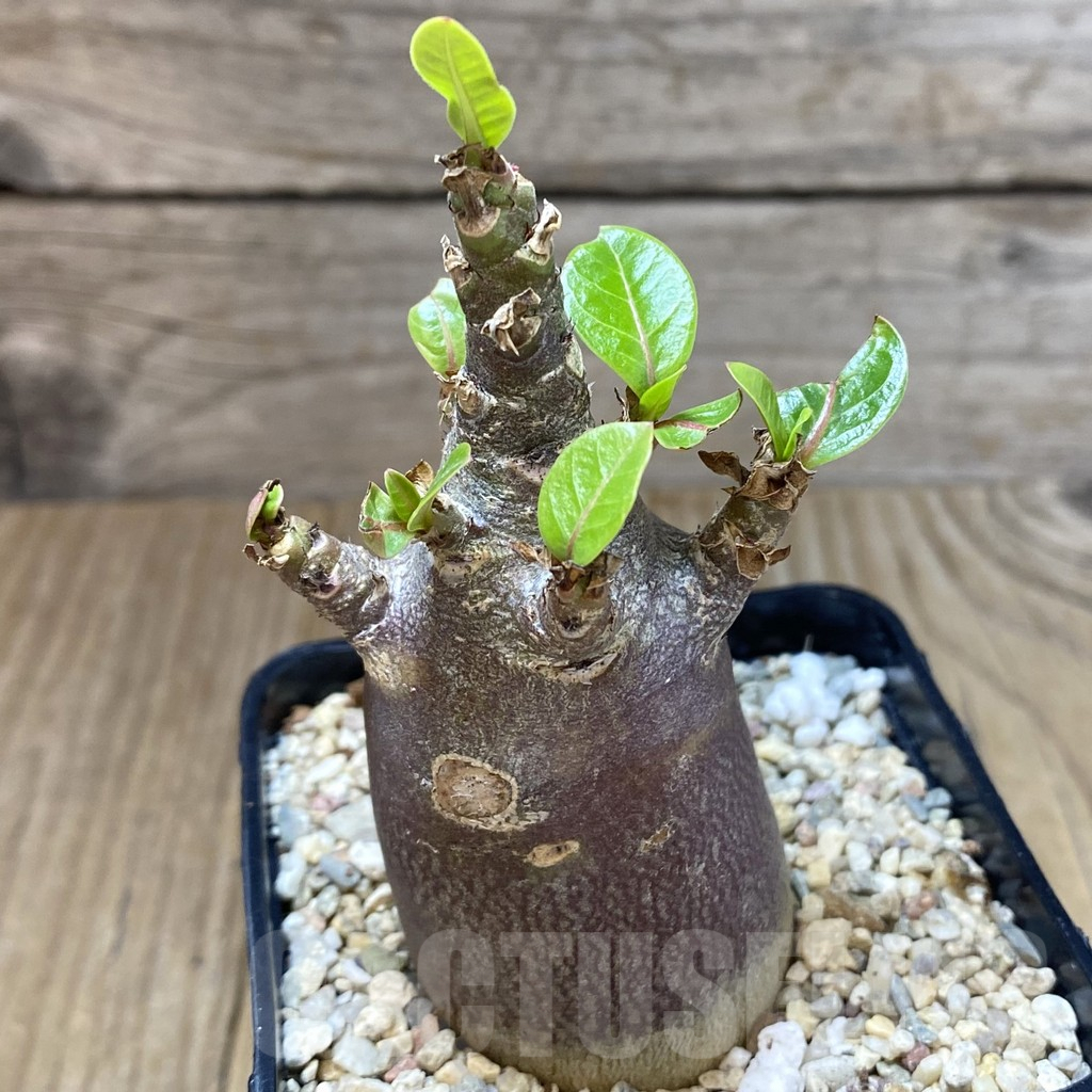 SHPR40143 Adenium arabicum ‘Black form’