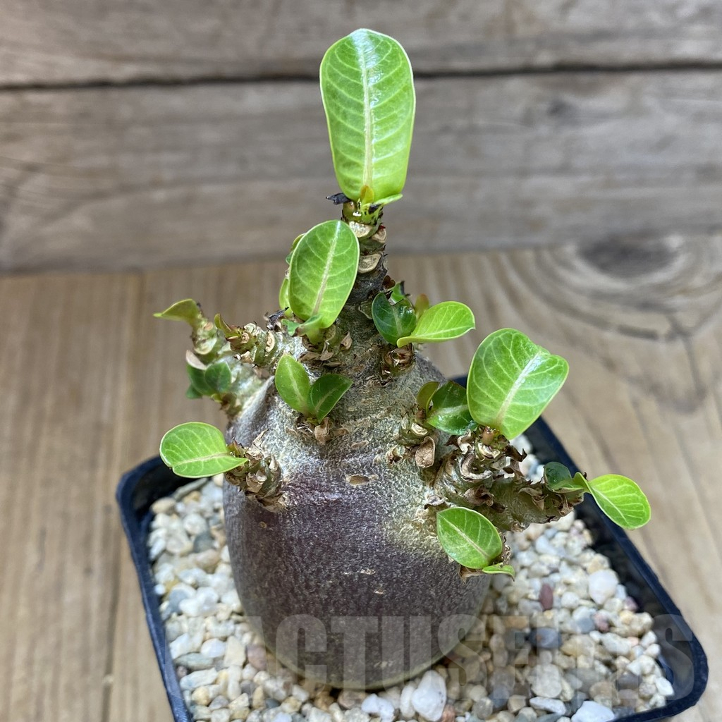 SHPR40144 Adenium arabicum ‘Black form’