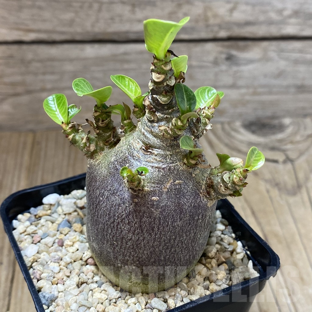 SHPR40144 Adenium arabicum ‘Black form’ - Image 2