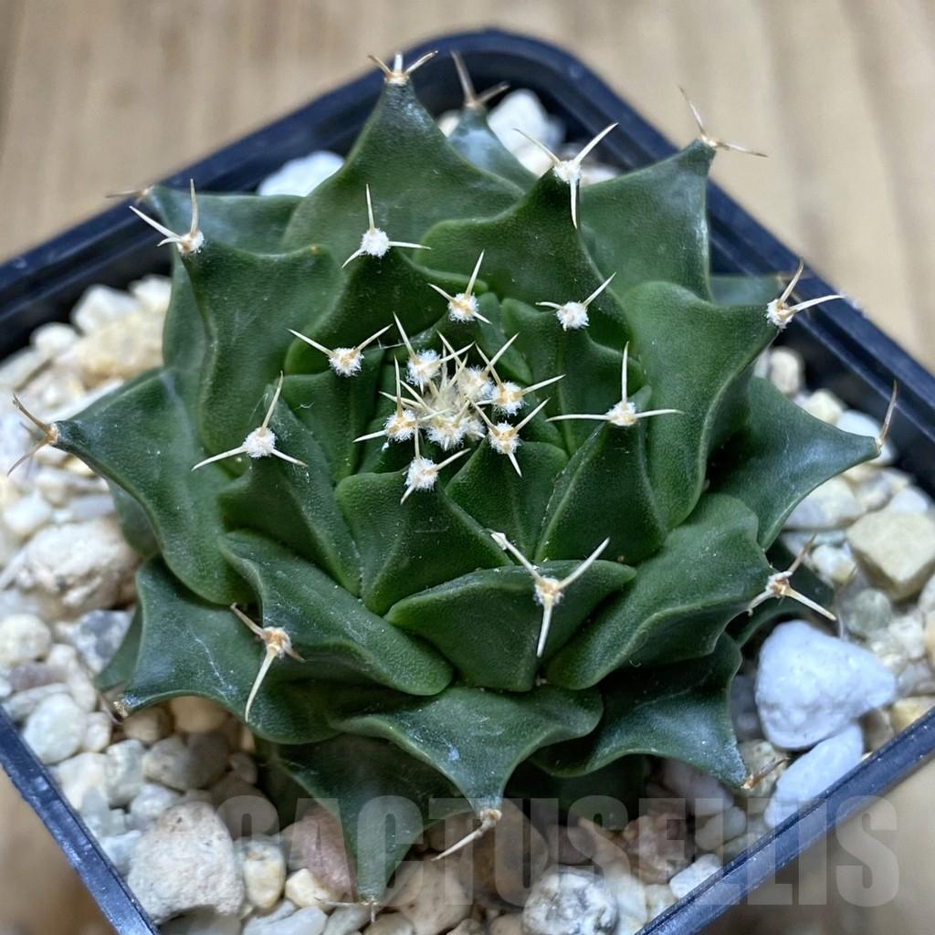 SHPR40042 Obregonia denegrii