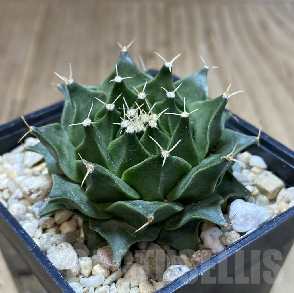 SHPR40042 Obregonia denegrii - Image 2