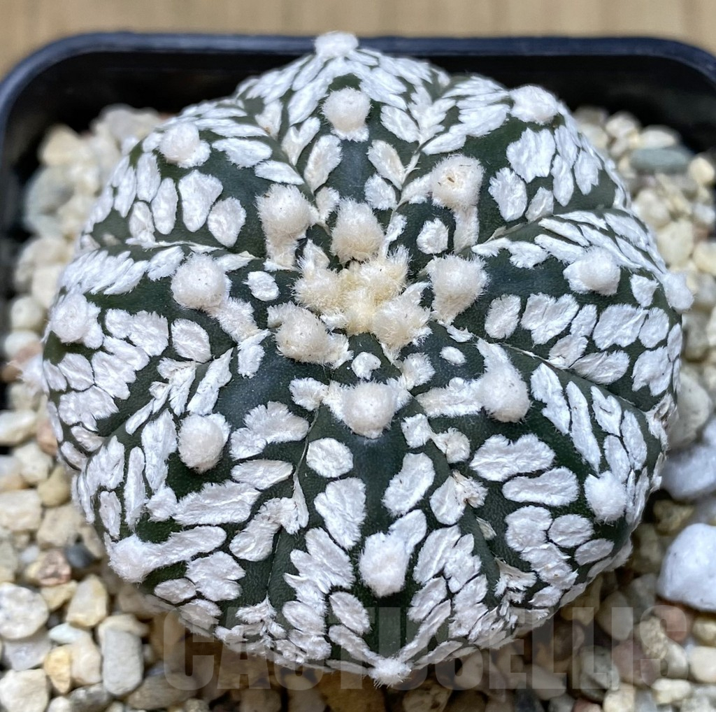 SHPR40052 Astrophytum asterias ‘Super Kabuto’ V-type