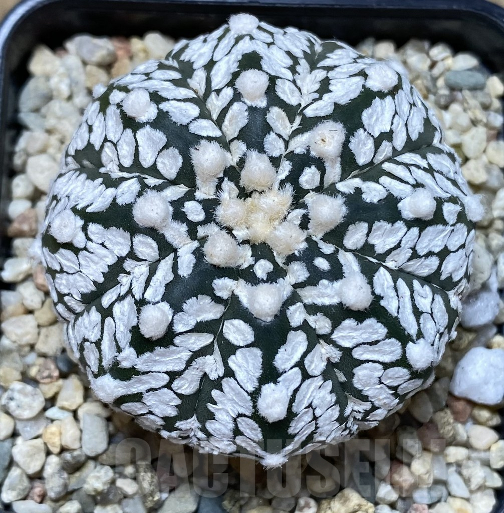 SHPR40052 Astrophytum asterias ‘Super Kabuto’ V-type - Image 2