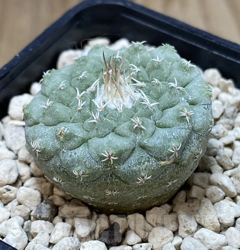 SHPR40103 Strombocactus disciformis - Image 2